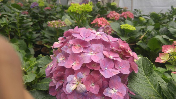 Flower garden