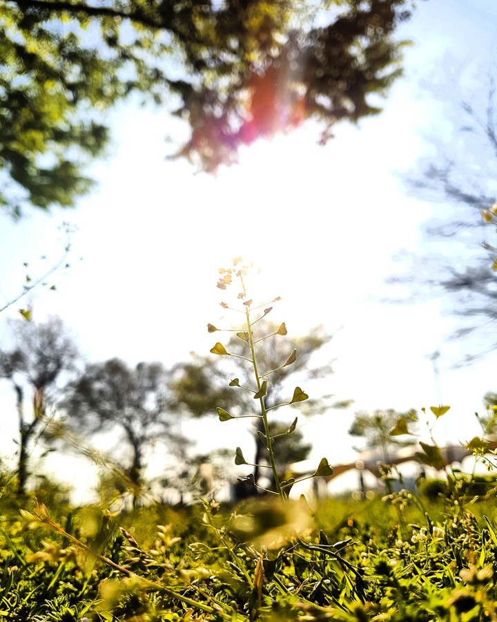 sunshine