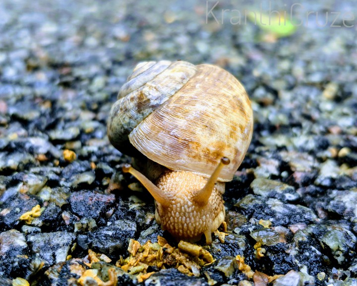 Snail