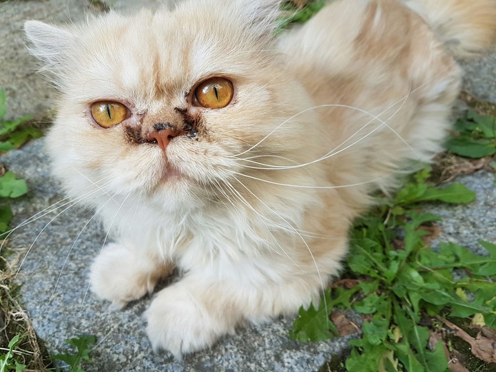 cat
