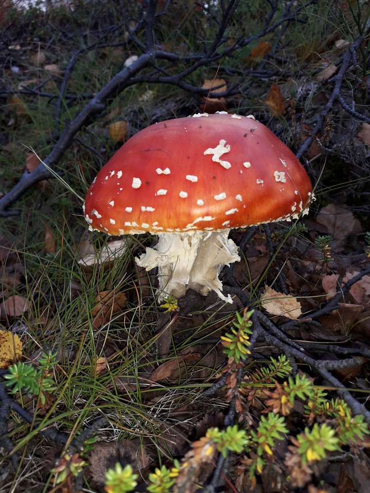 Мухомор ?