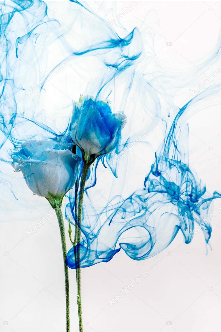 Rose in weiß mit einem blauen Farbschleier