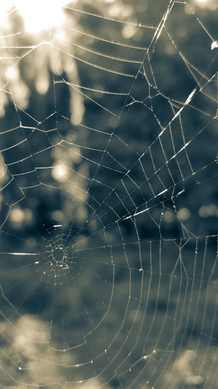Where is the spider?