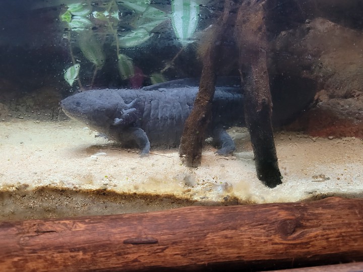 Fish with legs
