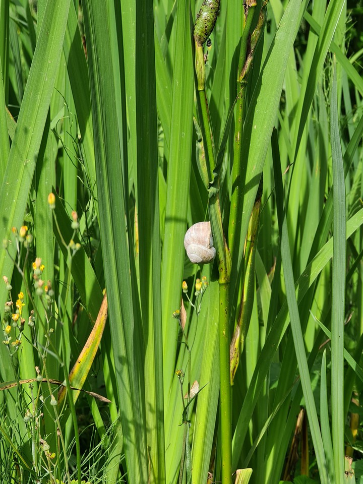 Summer snail