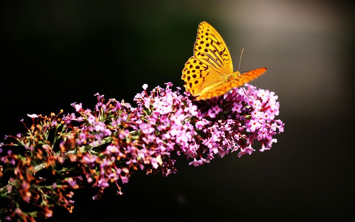 butterfly