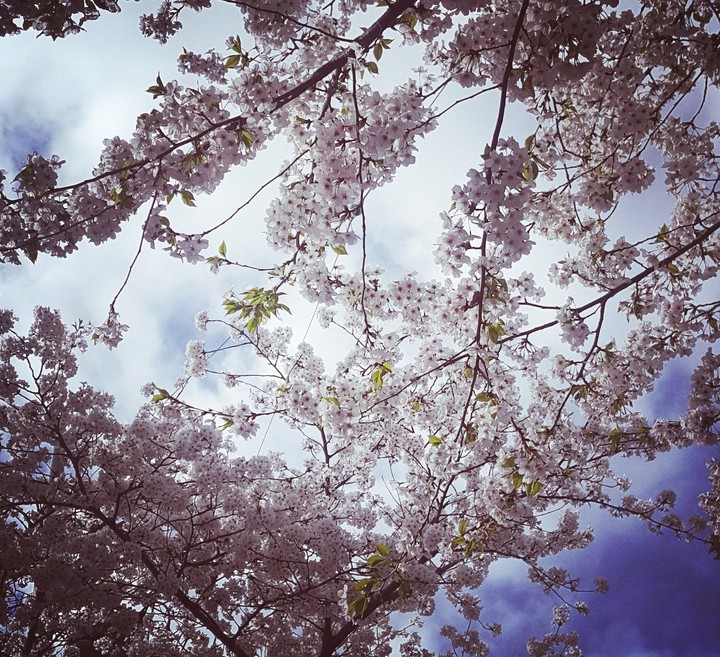cherry blossm