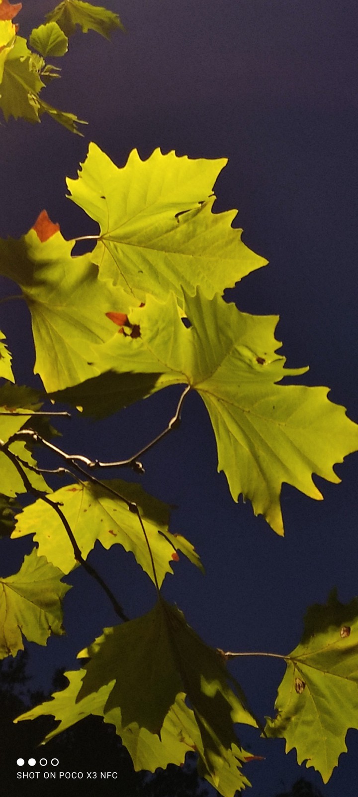 Autumn leaf