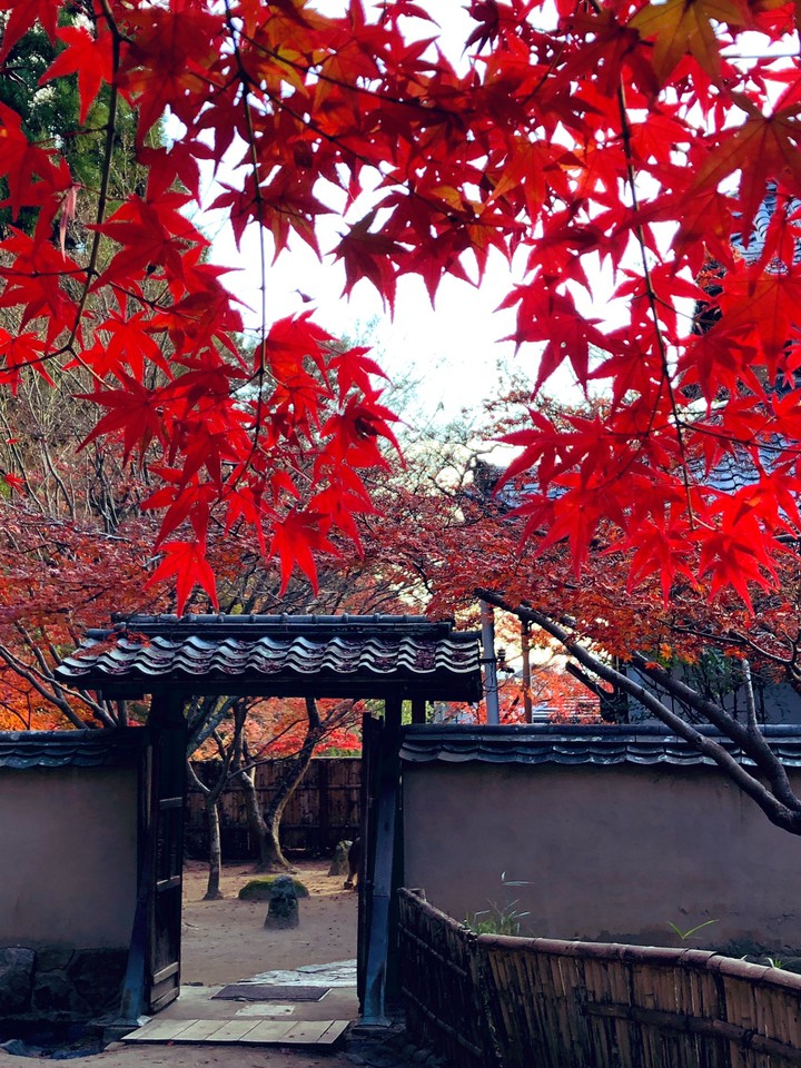 red leaf
