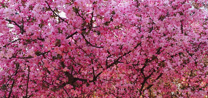 cherry blossoms