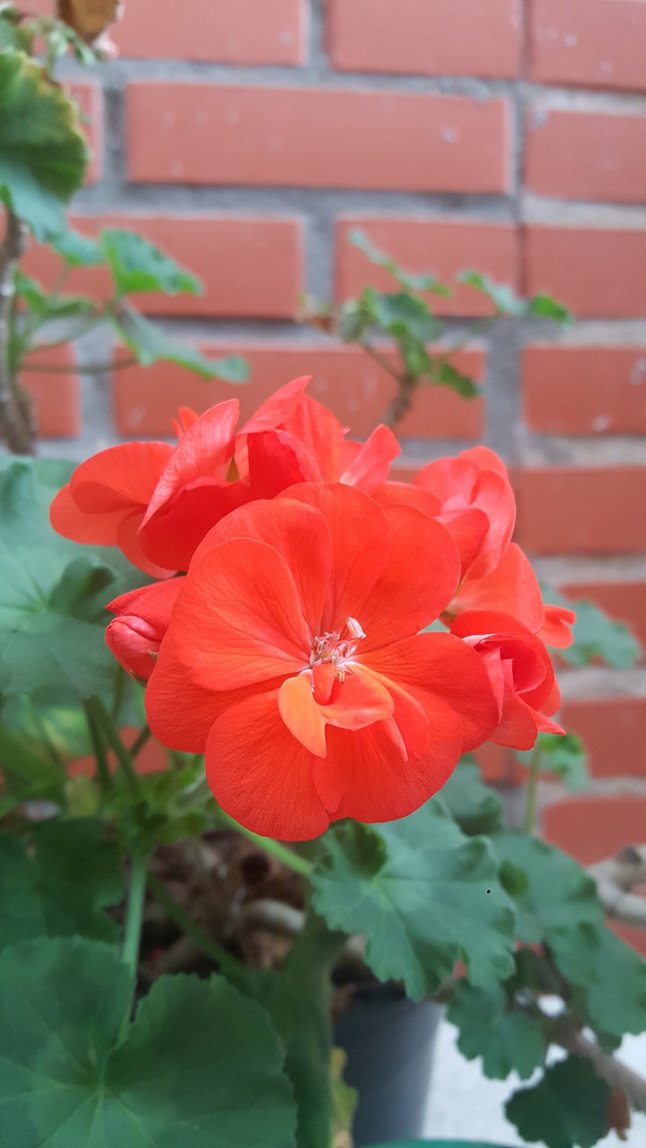 Malva