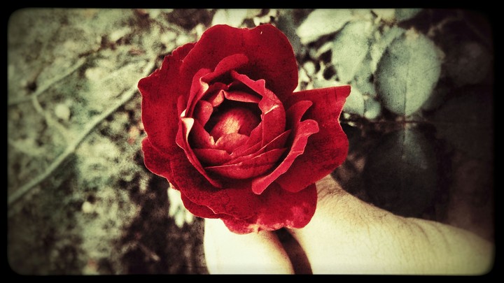 Blood Rose