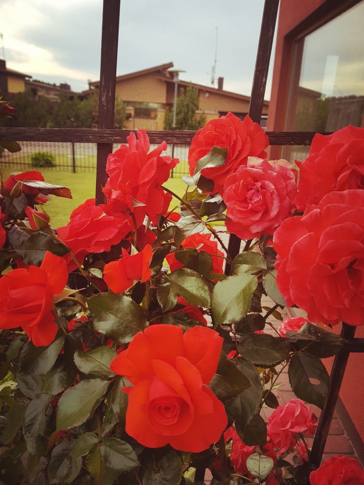 roses