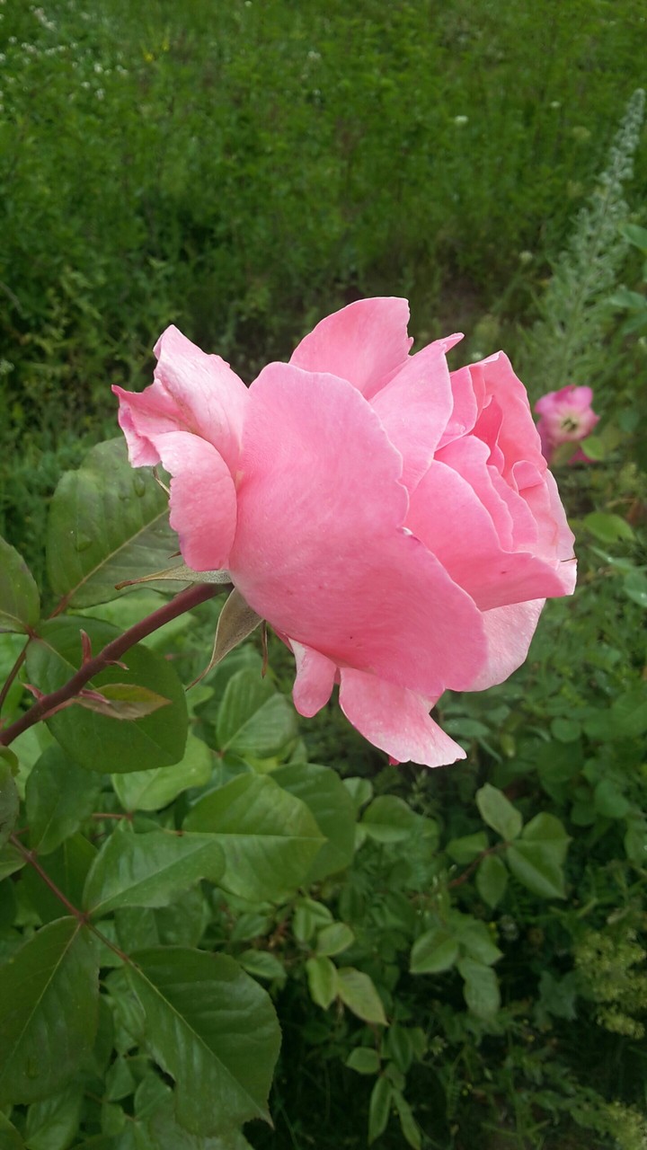 Pembe gül