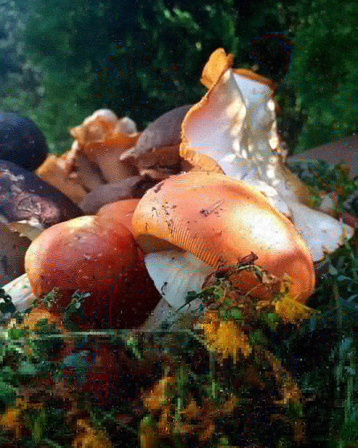 giftvof nature