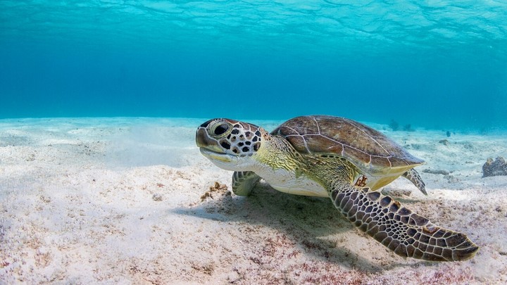 Depths of the Ocean.