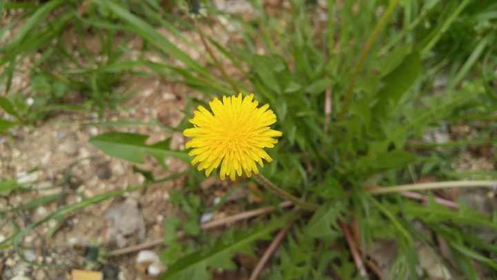 ilkbahar