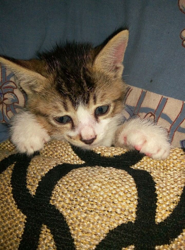 tia the kitten