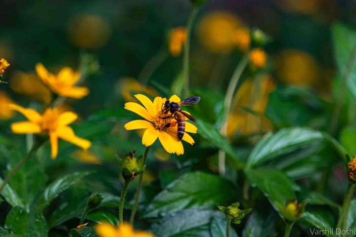 Honeybee and the Flower