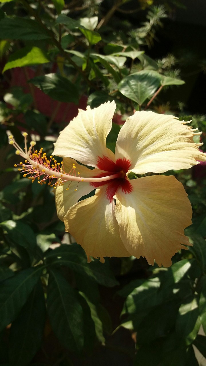 hibiscus