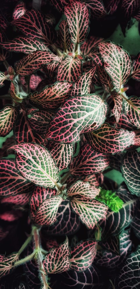 plant