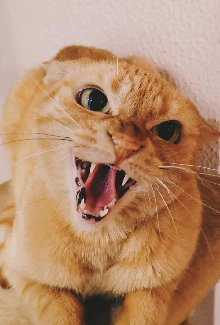 angry cat