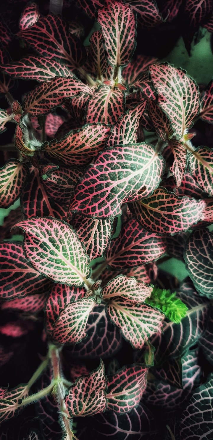 plant