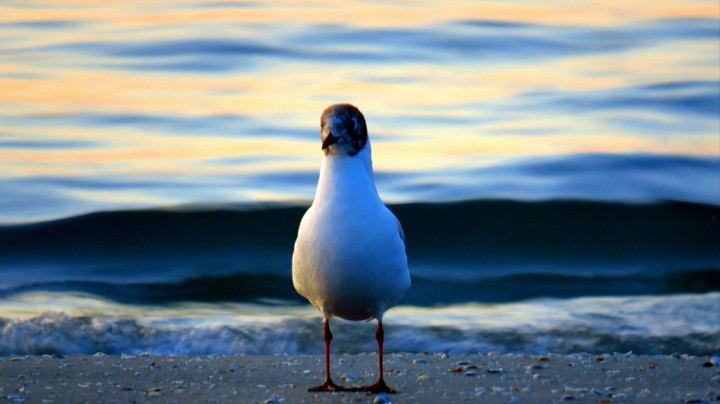 The sea and the gull