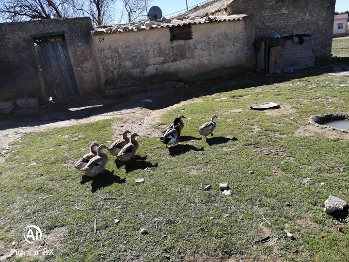 rendoner de canards