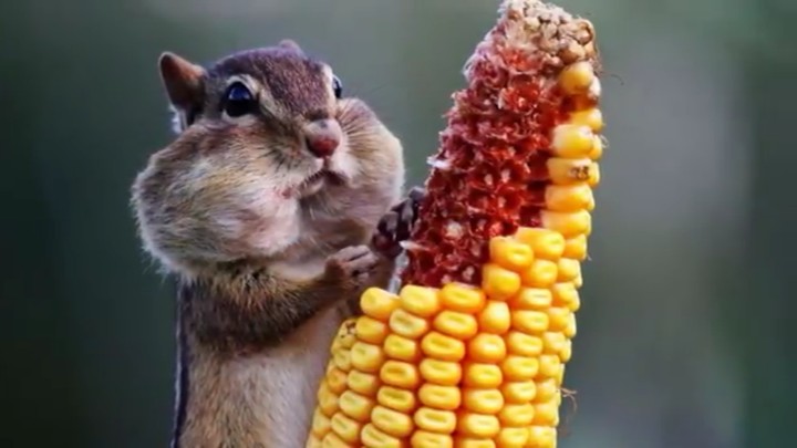 love food