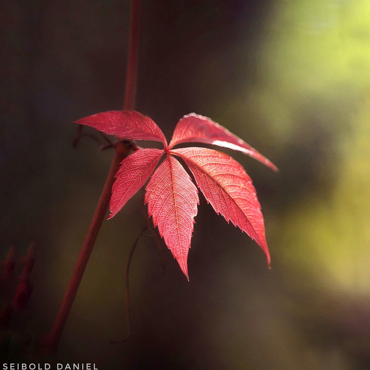 Herbst
