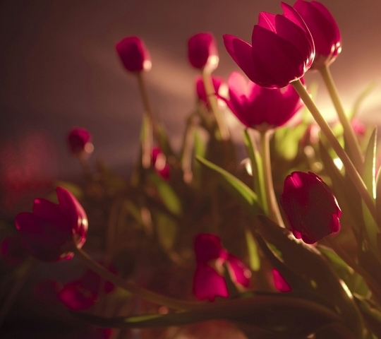 fliwers