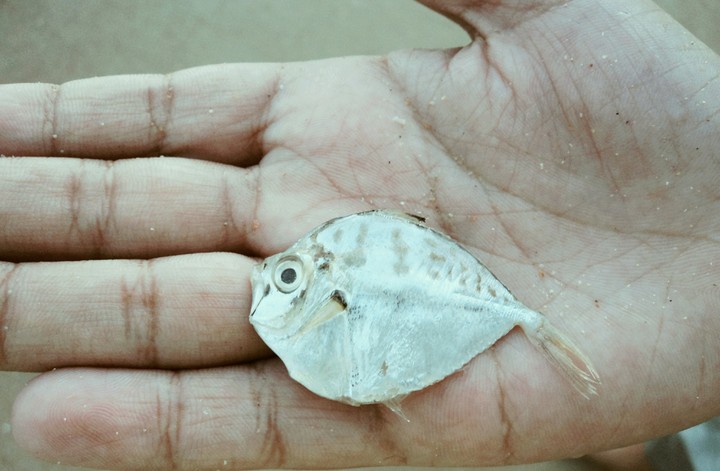 Fish 