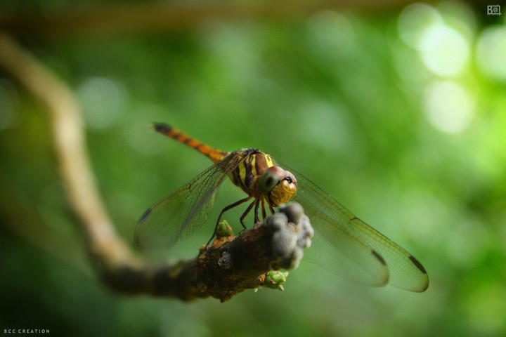 dragonfly