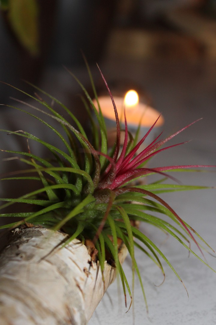 Tillandsia
