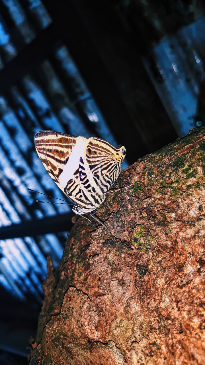 Borboleta