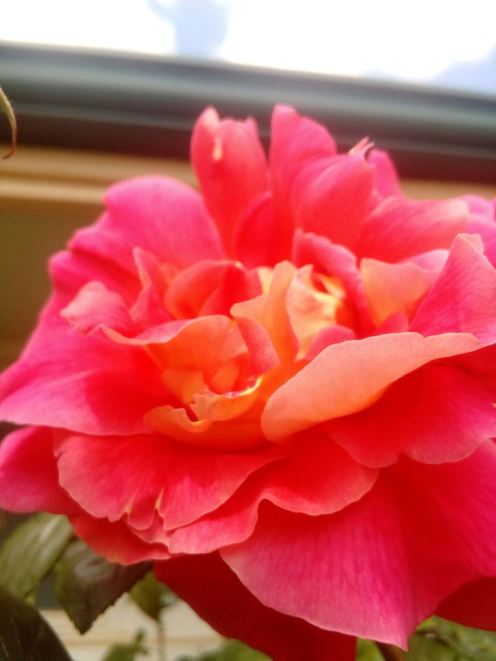 The Soft Pink Petals of a Rose