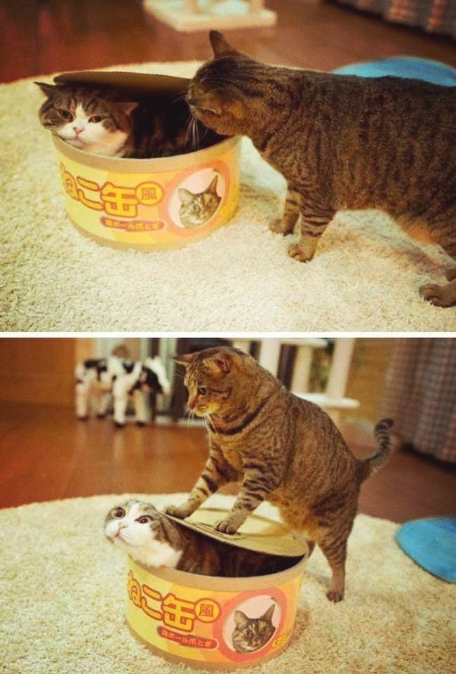 CAT_sama