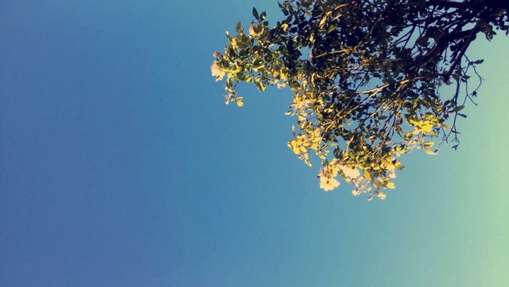 Plant/sky