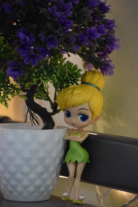 обои plant, houseplant