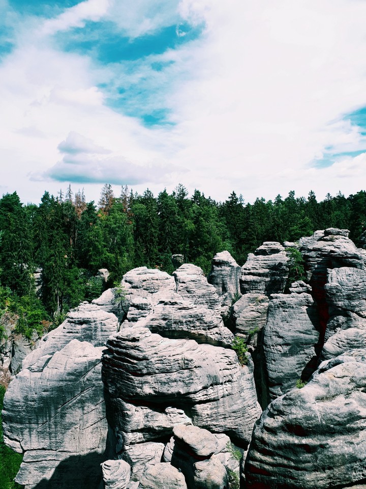 forest  in cz