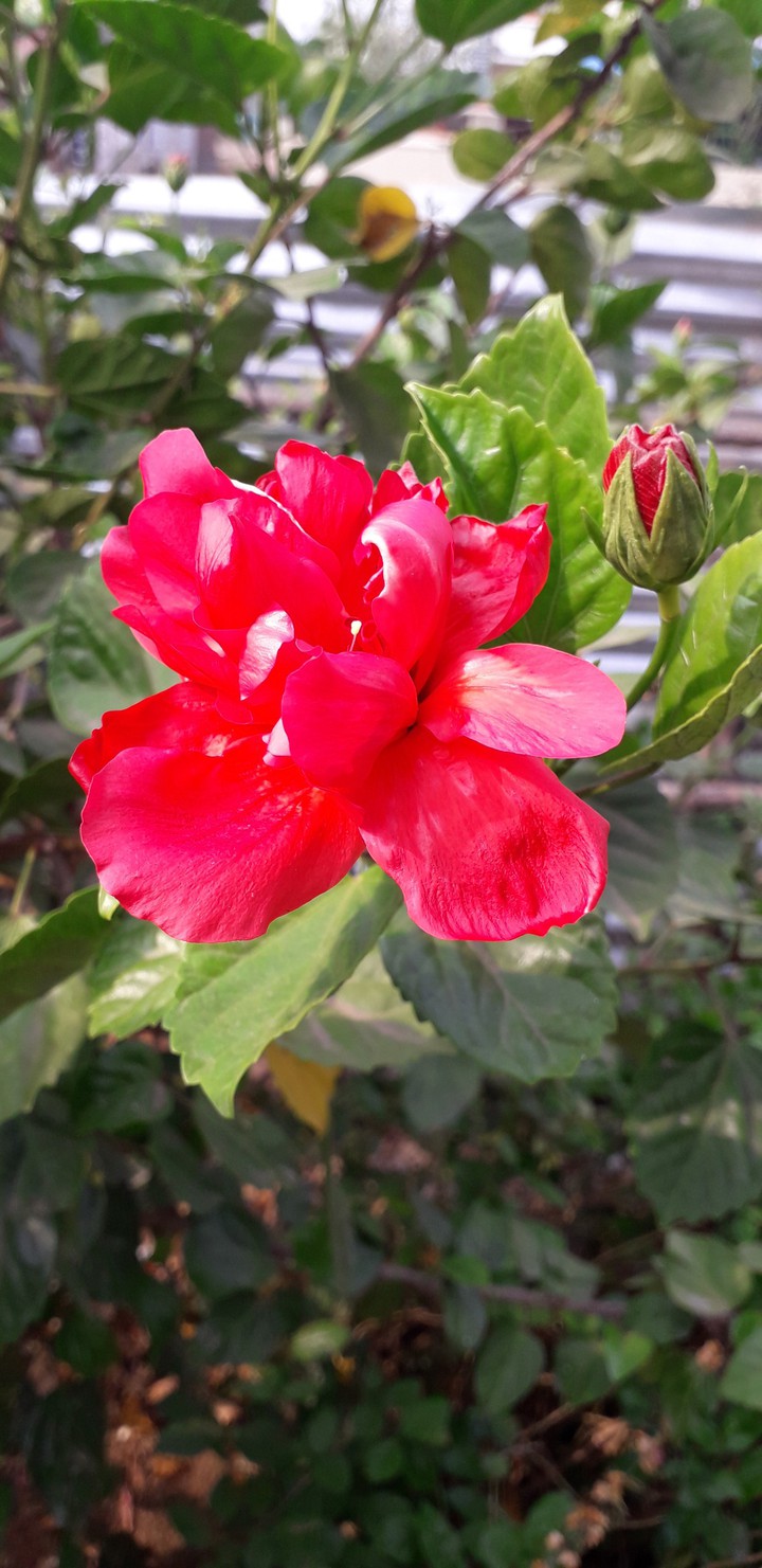 mandara