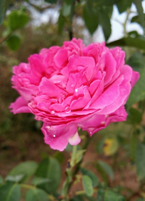 VIPUL