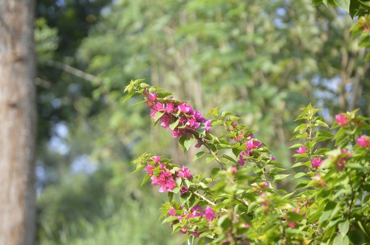 nature
