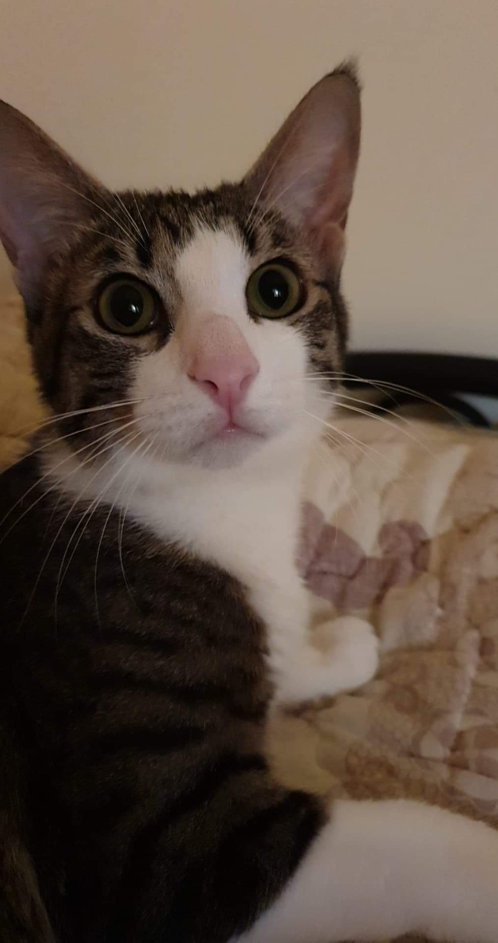 pop eye