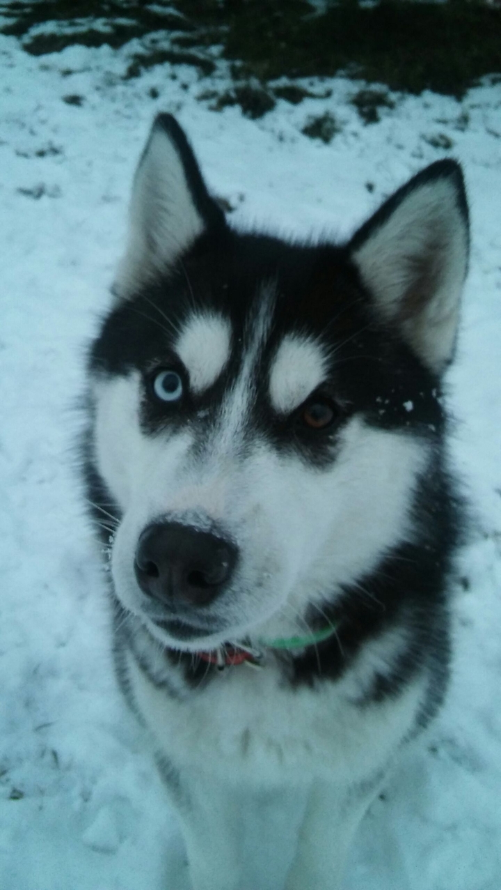 Husky