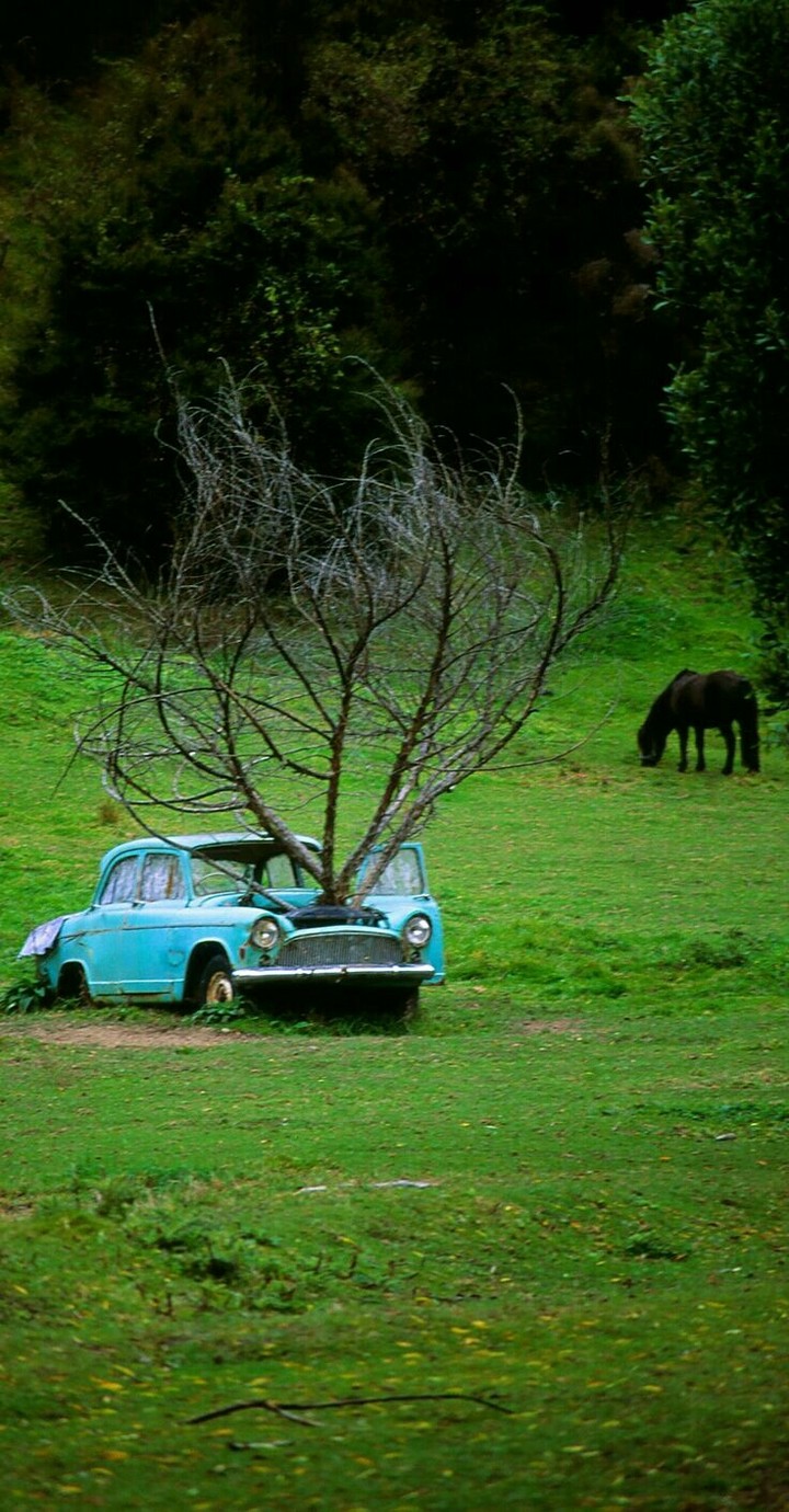 Tree on car