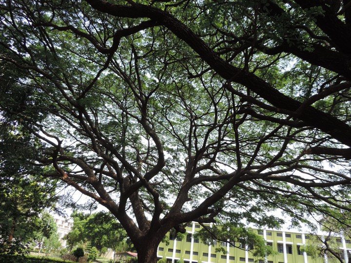 trees