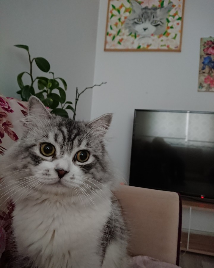 Ferit boy