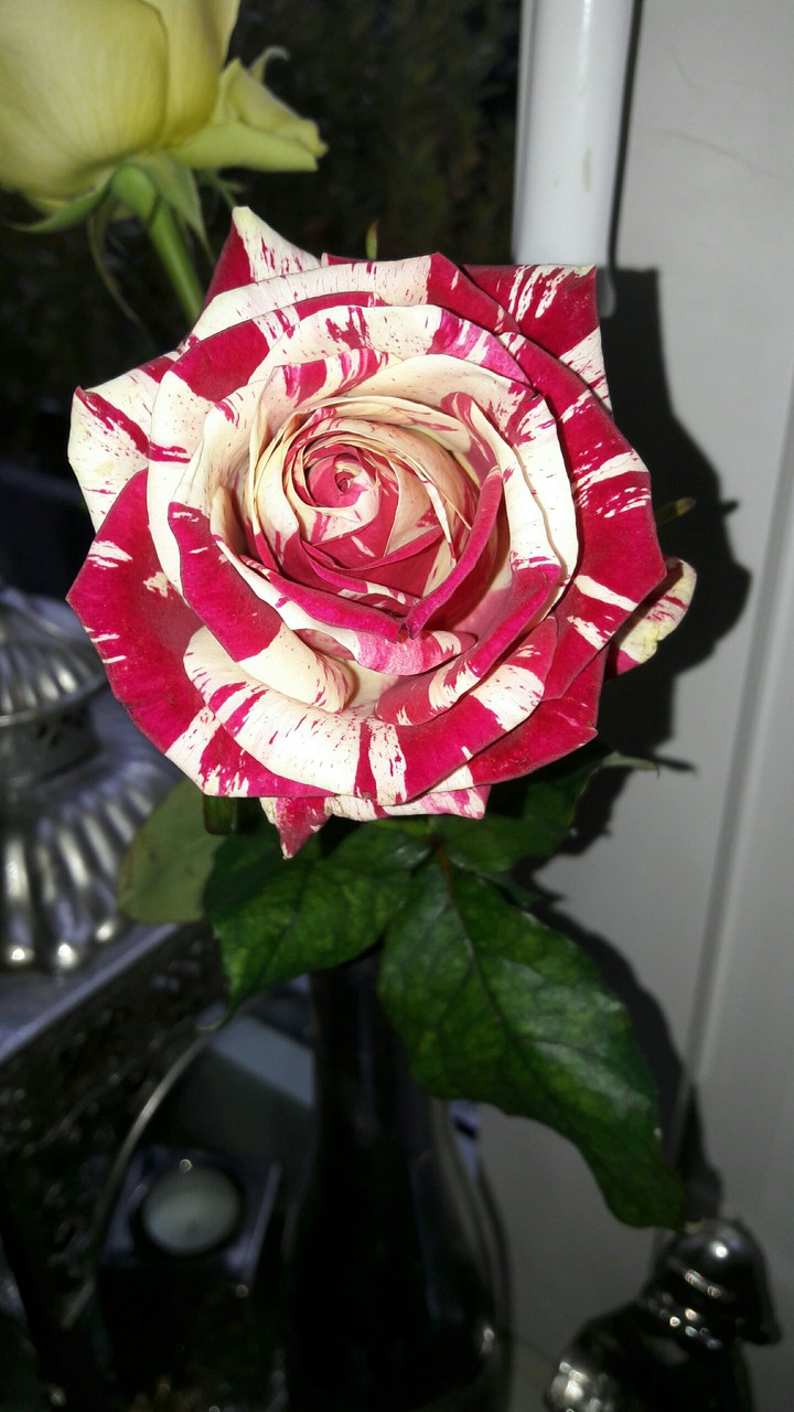 Amy love